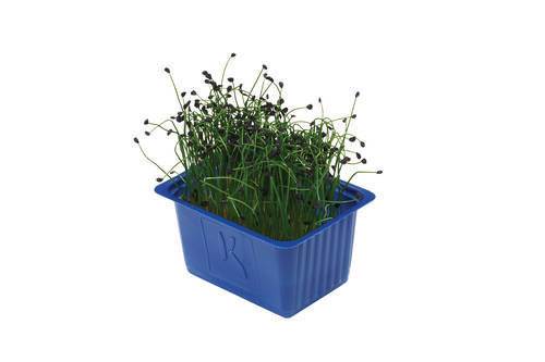 Karse Hvidløg (Rock Chives) KL1 Holland, 1 ks