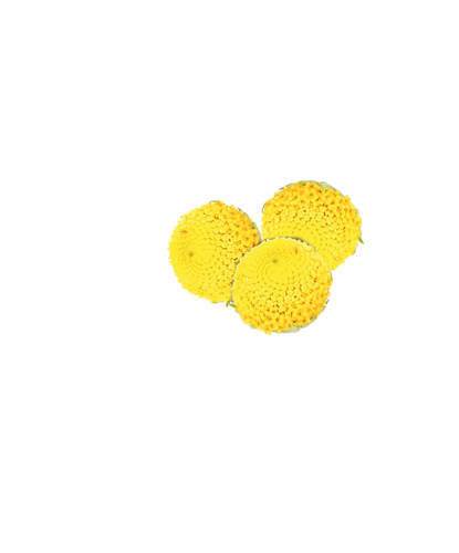 Blomma Sechuan Button KL1 Nederländerna, 30 st/20 g