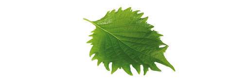 Blade anis/mint (Shiso Leaves Green) KL1 Holland, 15 stk.