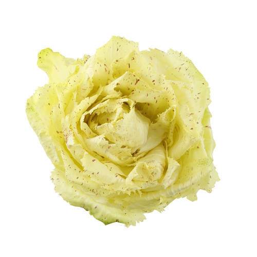 Salat Castelfranco KL1 Italien, 1,8 kg