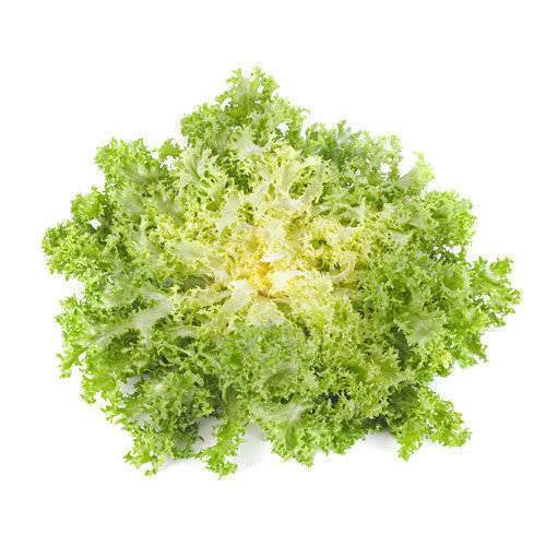 Salat Frisee gul KL1 Spanien, stk.