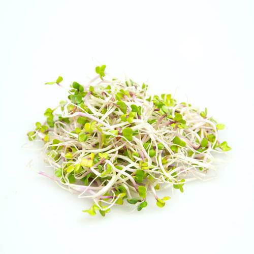 Spirer China Rose KL1 Holland,100 g