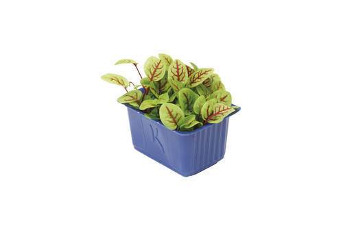 Karse havesyre (Vene Cress) KL1 Holland, 1,3 kg