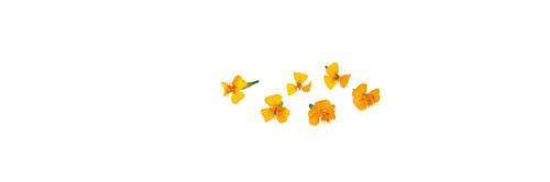 Blomst Anis-Estragon (Anise Blossom) KL1 Holland, 20 stk/20 g