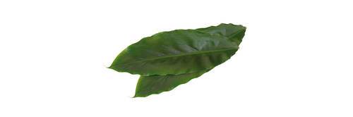 Kardemumma blad (Cardamom Leaves) KL 1 Holland, 15stk