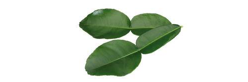 Kaffir lime blad ( kaffir Lime Leaves) KL1 Holland, 25stk