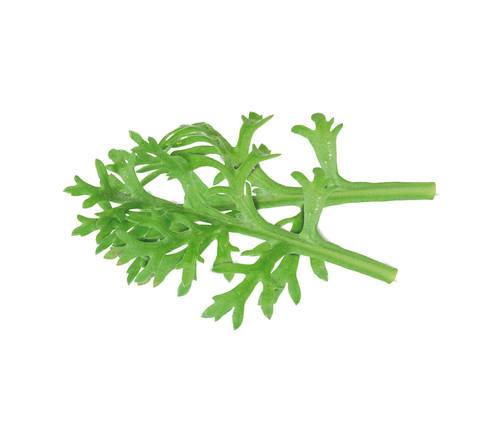 Bladselleri blad gulrot (kikuna Leaves) KL1 HOlland, 25stk