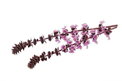Blomma basilika /mint (Zalotti Blossom) KL1 Holland, 150stk