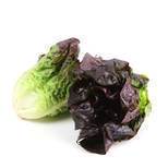 Salat romaine mini rød KL1 Spanien, 2 stk.