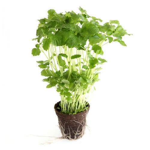 Citronmeliss KL1 Danmark, 10,5 cm, kruka