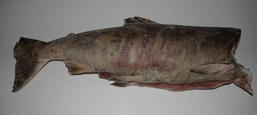 MSC Laks silverbright, renset, hel uden hoved, 6/9 lbs, ca. 2,8 - 4 kg