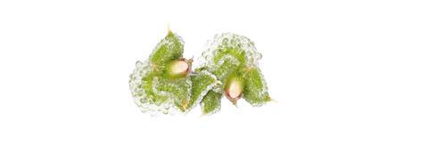 Blomma salt/frisk (Blinq Blossom) KL1 , Holland, 20stk/20g