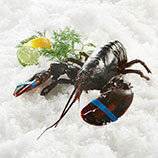 Hummer färsk, kanadensisk, Homarus americanus, ca. 550 g