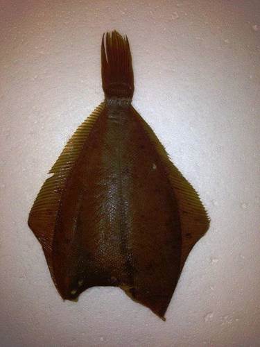 Bakskuld uden hoved, optøet, Limanda limanda, kg