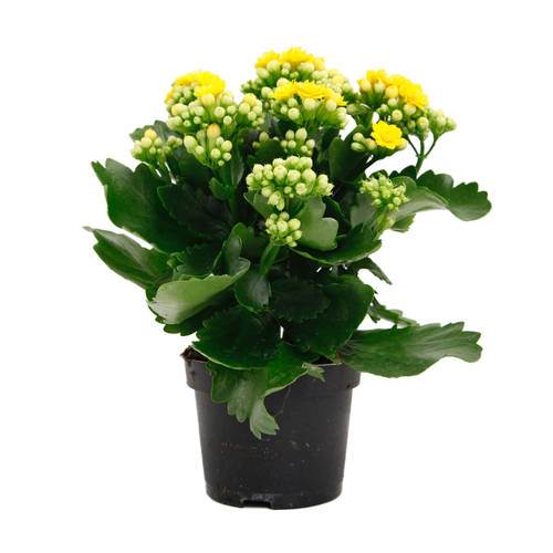 Kalanchoe/Brændende kærlighed i 10 cm potte, gul, 16 potter
