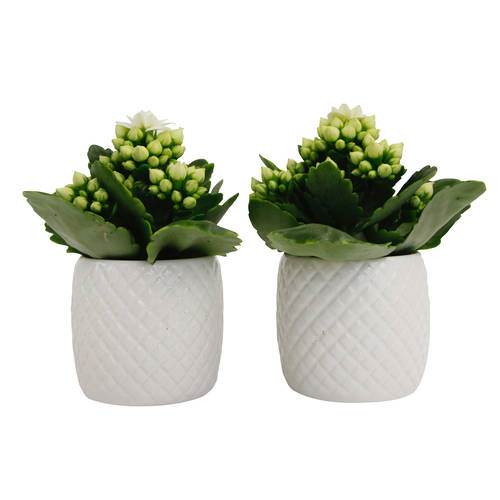 Kalanchoe/våreld/höstglöd mini i vas, vit, 18 krukor