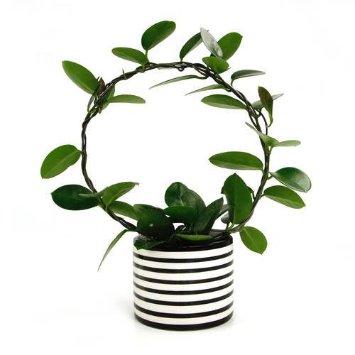 Hoya australis/porslinsblomma i vas, 10 krukor