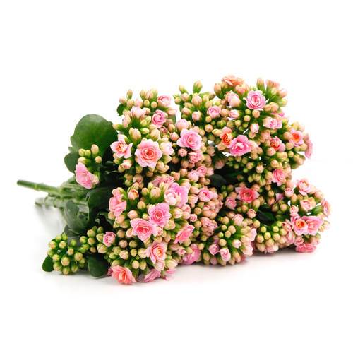 Kalanchoe/våreld/höstglöd, ljusröd, snittblomma, 20 själkar