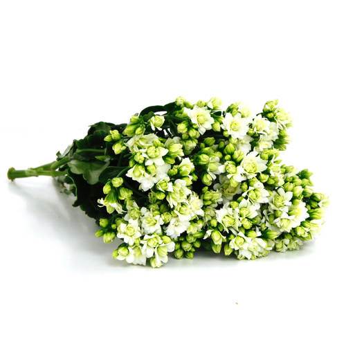 Kalanchoe/Brændende kærlighed, hvide, afskårne, 20 stilke