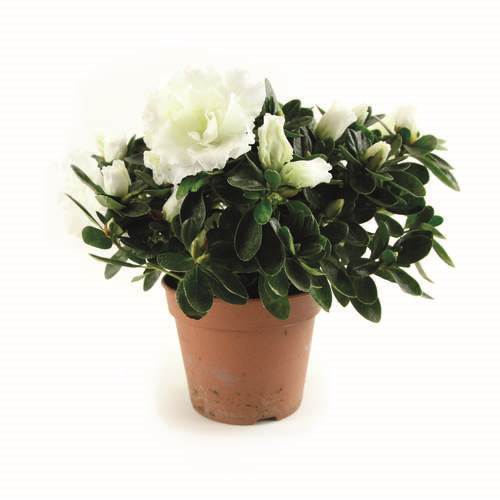 Azalea i 12 cm kruka, vit, 12 krukor