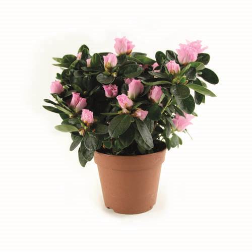 Azalea i 12 cm kruka, rosa, 12 krukor