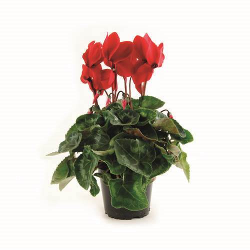 Cyklamen/Alpviol i 13 cm kruka, röd, 6 krukor