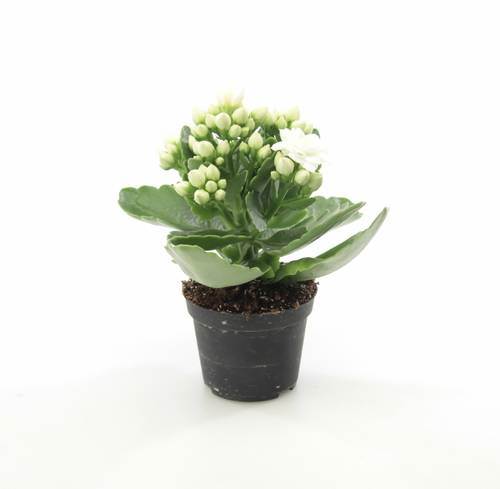 Kalanchoe mini, vit, 28 krukor