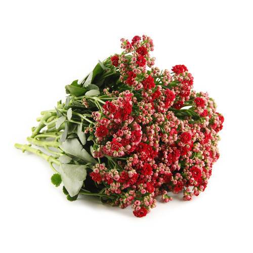 Kalanchoe/Brinnande kärleksblomma, röd, avskurna, 20 stjälkar
