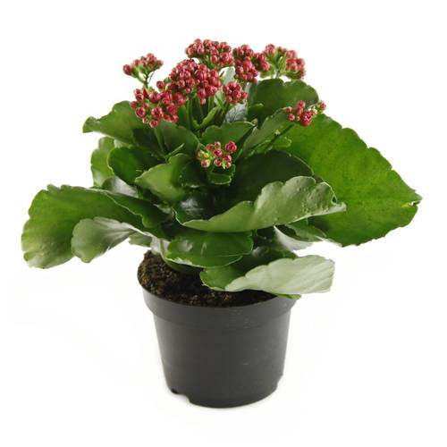 Kalanchoe/Brinnande kärleksblomma i 10 cm kruka, röd, 16 krukor