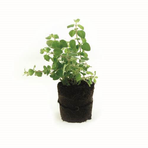 Krydderurt Chili oregano KL1 Danmark, 10,5 cm potte