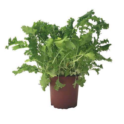 Wasabi sennep KL1 Danmark 10,5 cm potte