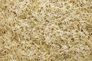 Alfagroddar Sverige, ekologisk, 500 g